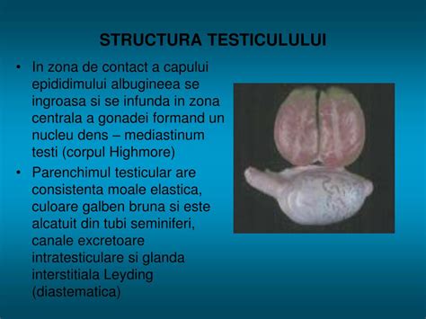 testiculele scad din prostatită